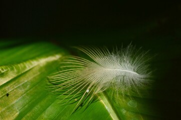 Feather on a green leaf
