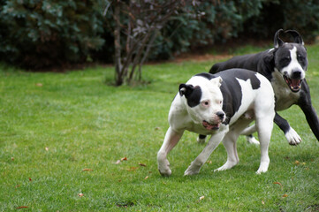 Hunde Bulldoggen beim Spielen Hundekampf