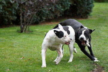 Hunde Bulldoggen beim Spielen Hundekampf