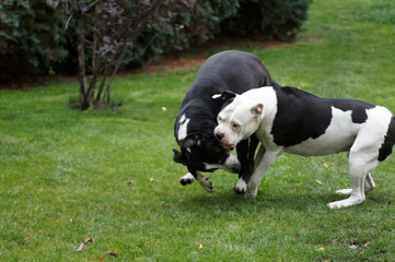 Naklejka na ściany i meble Hunde Bulldoggen beim Spielen Hundekampf
