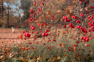red ripe hawthorn berries on a tree branch in autumn, harvest hawthorn in the garden, autumn background with red berries, selective focus