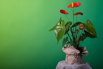 Anthurium in the flowerpot against the background of a green wall. Anthurium is heart - shaped flower. Space for text