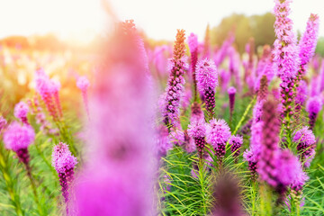 Naklejka premium Beautiful abstract scenic landscape view of blooming purple liatris spicata or gayfeather flower meadow in rays of sunset warm sun light. Wildflower field blossoming background