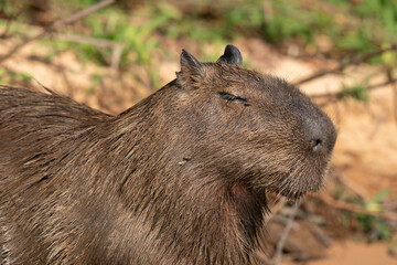 The capybara (Hydrochoerus hydrochaeris) 