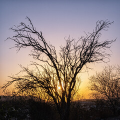 Fototapeta na wymiar Silhouette of a tree on a sunset background