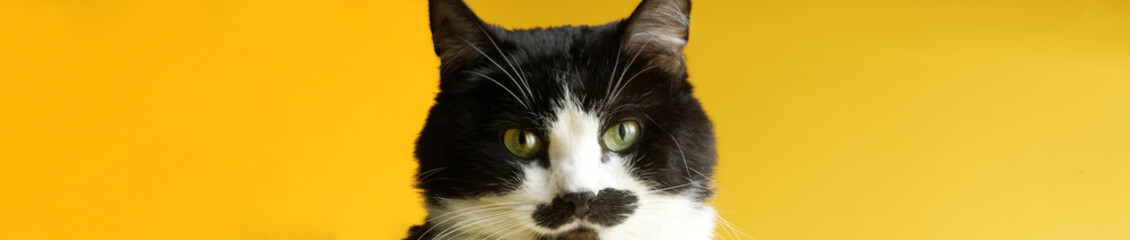 Portrait of a cute cat of black and white color on a yellow background. Web banner. Free space for inscriptions and advertisements - Powered by Adobe