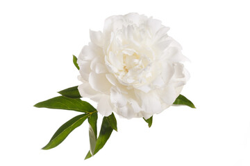 Luxurious white peony flower isolated on white background.