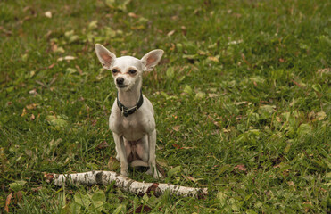  A sad little white dog is sitting on the green grass.