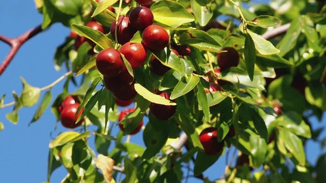 An abundance of fruit marmalade or Chinese dates on a tree in the home garden. Ripe unabi fruits on a tree branch swaying in the wind against the blue sky. Close-up of branches with ziziphus fruits.