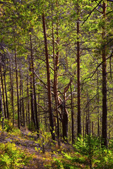 Fototapeta na wymiar Autumn forest on a steep slope of Vakutin stone mountain on a piercingly sunny day