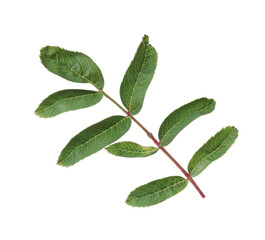 Green rowan berry leaves isolated on white