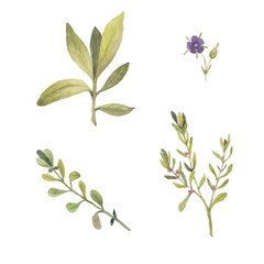 Paint set of watercolor leave on  background. Paint watercolor texture. Botanical art. Use for design invitations, birthdays, weddings