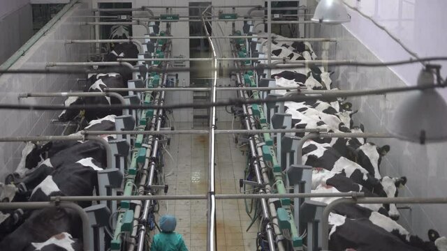 A milkmaid connects the milking machine. The cows udder. milking cows with a milking machine. The process of cows getting milked at a dairy factory.
