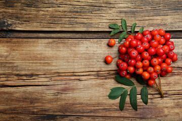 Fototapeta na wymiar Bunch of ripe rowan berries with green leaves on wooden table, flat lay. Space for text