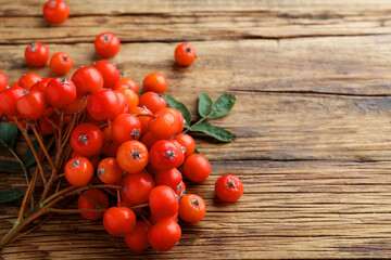 Fototapeta na wymiar Bunch of ripe rowan berries with green leaves on wooden table, closeup. Space for text