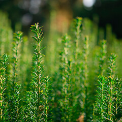 Vertical dark green with yellow stripes branches of yew Taxus baccata Fastigiata Aurea as natural...
