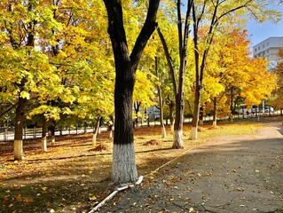 Naklejka premium autumn in the park