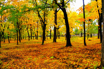 Fototapeta na wymiar autumn landscape next to a river or lake, cloudy day 