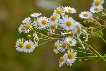 Fototapeta premium weisse herbstblumen