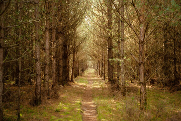 Obraz premium country walks in the Forest