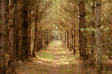 country walks in the Forest