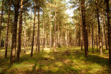 country walks in the Forest