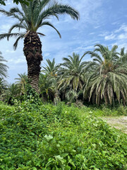 palm trees in the garden