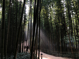 bamboo forest
