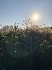 sunset over the field