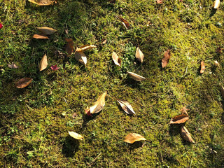 leaves on the ground