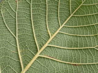 Closeup, Abstract green striped leaf texture for background or design advertising product, Greenery nature plant leaves