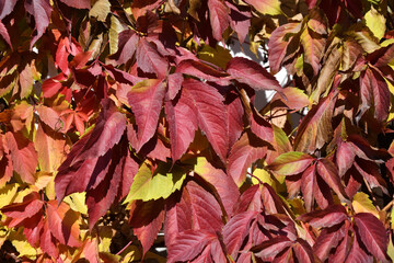 Multicolored leaves of wild or maiden grapes (Latin. Parthenocissus) in autumn