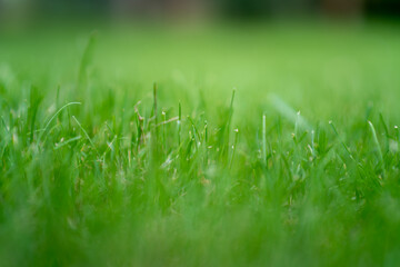 piękna zielona trawa, skoszony trawnik o poranku.