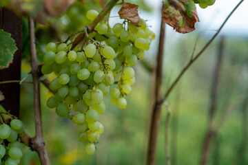 białe winogrona na krzewie winogronowym przed winobraniem