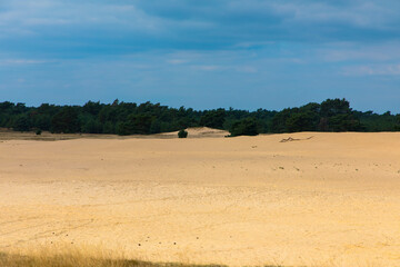 Fototapeta na wymiar Panoramic view of a amazing landscape with driftsand in the National Park Hoge Veluwe. Kootwijkerzand, Province of Gelderland, Netherlands. Place for text. Tourism and vacations concept. 