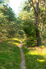 Fototapeta na wymiar Bicycle and hiking path with trees in national park de hooge veluwe with tree lined landscape Veluwe, Gelderland, Netherlands