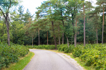 Fototapeta na wymiar Bicycle and hiking path with trees in national park de hooge veluwe with tree lined landscape Veluwe, Gelderland, Netherlands