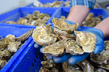 Oysters held in man's hands