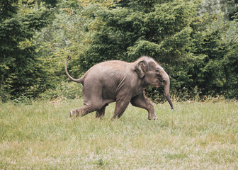 Baby elephant running through the grass. 