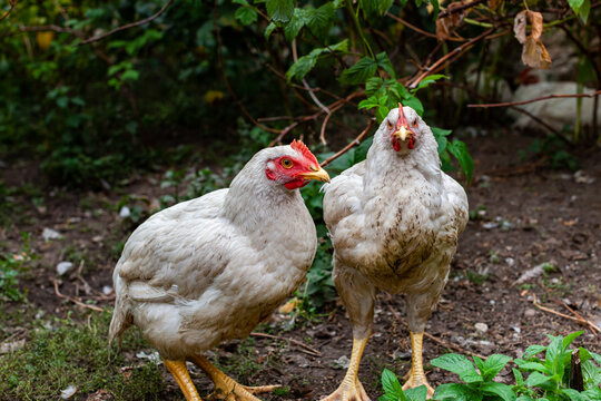 two broilers sitting side by side and looking to the side