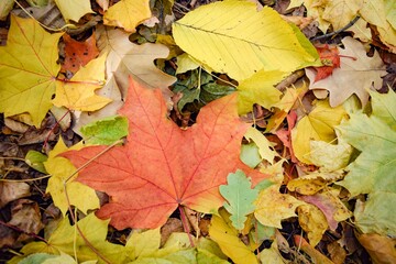Autumn background of multicolored maple, elm and oak leaves lying on the ground
