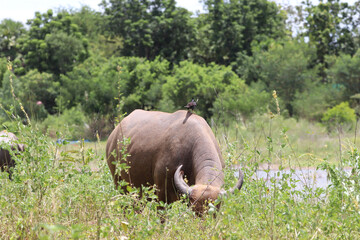 Fototapeta premium buffalo in the field