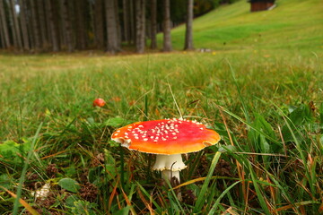 Fungo rosso su prato