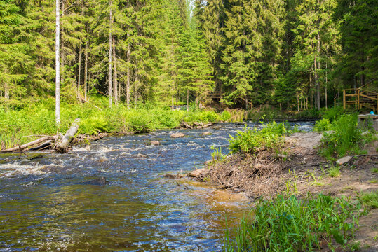 River In The Woods