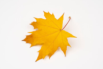 single yellow autumn leaf isolated on white background