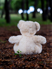 Lost teddy bear on forest floor
