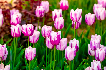 Obraz premium Blooming Tulips. Spring floral background. Field of bright beautiful tulips close-up. Pink and purple tulips at a flower festival in Holland. long banner