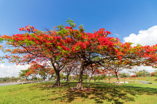 Flamboyants floridos em Bras&iacute;lia, capital do Brasil.
