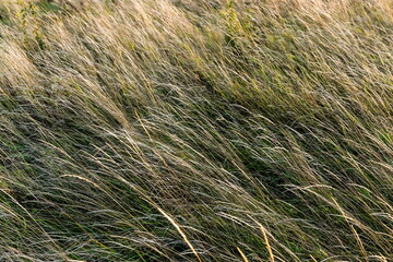 Brown grass flowers and Sun, brown grass flower field with nature brown background