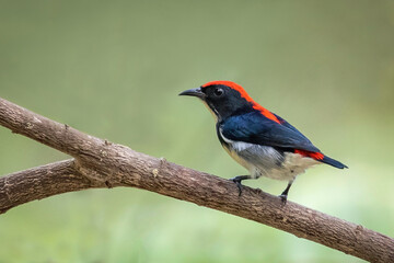 Image of Scarlet-backed Flowerpecker Bird on nature background. Animals.